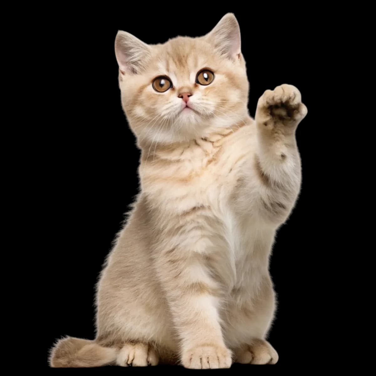Cat Supplies