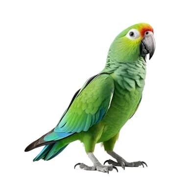 Bird Supplies